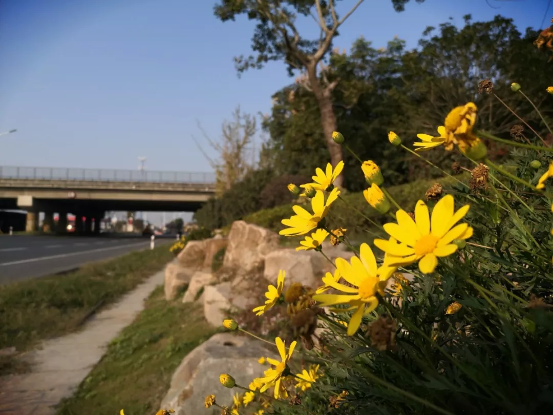 互通區更換草花，喜迎新年佳節