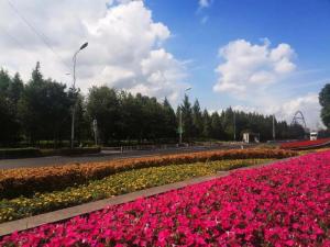 扮靚外環(huán)道路，花意盎然迎“雙節”